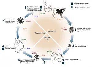 Ce se poate face în cazul în care un câine mușcat de o căpușă elimina în siguranță bifa