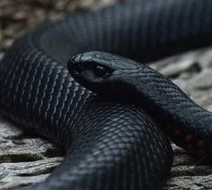 Negru Mamba (55 poze) șarpe ac mehelya capensis, Africa este cel mai otrăvitoare, alb și verde (fotografie) Negru Mamba (55 poze) șarpe ac mehelya capensis, Africa este cel mai otrăvitor, alb și verde