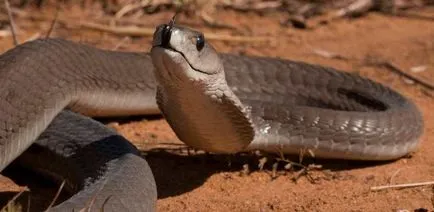 Negru Mamba (55 poze) șarpe ac mehelya capensis, Africa este cel mai otrăvitoare, alb și verde (acul) Negru Mamba (55 poze) șarpe ac mehelya capensis, Africa este cel mai otrăvitor, alb și verde