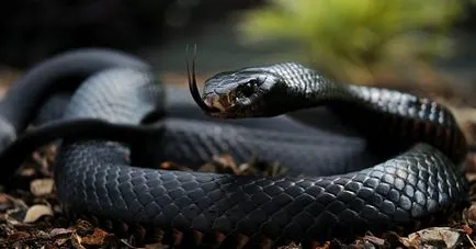 Negru Mamba (55 poze) șarpe ac mehelya capensis, Africa este cel mai otrăvitoare, alb și verde (fotografie) Negru Mamba (55 poze) șarpe ac mehelya capensis, Africa este cel mai otrăvitor, alb și verde