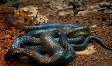 Negru Mamba (55 poze) șarpe ac mehelya capensis, Africa este cel mai otrăvitoare, alb și verde (Mamba) Negru Mamba (55 poze) șarpe ac mehelya capensis, Africa este cel mai otrăvitor, alb și verde