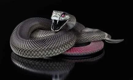 Negru Mamba (55 poze) șarpe ac mehelya capensis, Africa este cel mai otrăvitoare, alb și verde (acul) Negru Mamba (55 poze) șarpe ac mehelya capensis, Africa este cel mai otrăvitor, alb și verde