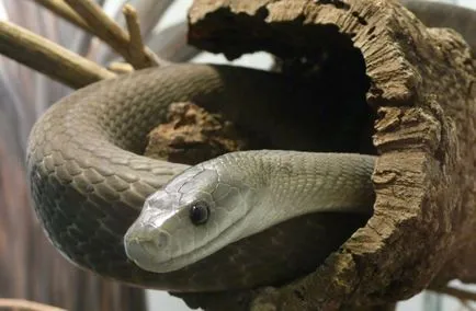 Negru Mamba (55 poze) șarpe ac mehelya capensis, Africa este cel mai otrăvitoare, alb și verde (negru) Negru Mamba (55 poze) șarpe ac mehelya capensis, Africa este cel mai otrăvitor, alb și verde