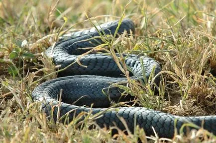 Negru Mamba (55 poze) șarpe ac mehelya capensis, Africa este cel mai otrăvitoare, alb și verde (Mamba) Negru Mamba (55 poze) șarpe ac mehelya capensis, Africa este cel mai otrăvitor, alb și verde