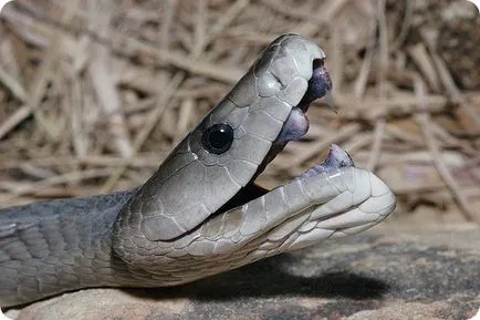 Negru Mamba (limba latină: