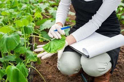 Ce se întâmplă dacă frunzele rândul său, galben, castravete (galben) Ce se întâmplă dacă frunzele rândul său, galben, castravete