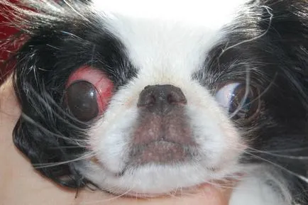 Ce se întâmplă dacă ochii ei cad shih tzu iubitorii de club câini de talie mică (ochi) Ce se întâmplă dacă ochii ei cad shih tzu iubitori de câini club mic