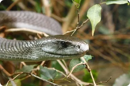 Negru Mamba (limba latină: