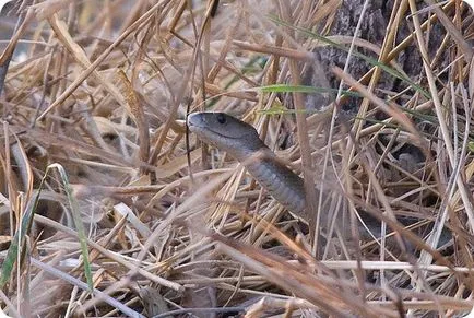 Negru Mamba (limba latină: