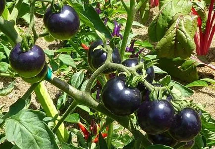 tomate negre - grad, descriere, cultivarea cu propriile lor mâini (descriere) tomate negre - grad, descriere, cultivarea cu propriile lor mâini