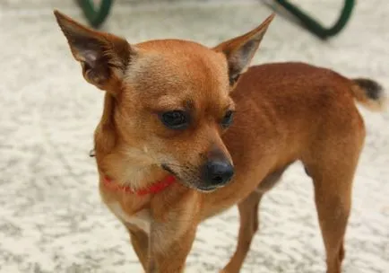 Descrierea Chihuahua a rasei, hrănire și îngrijire (alimentare) Descrierea Chihuahua a rasei, hrănire și îngrijire