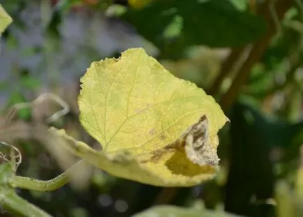 Ce se întâmplă dacă frunzele rândul său, galben, castravete (frunze) Ce se întâmplă dacă frunzele rândul său, galben, castravete