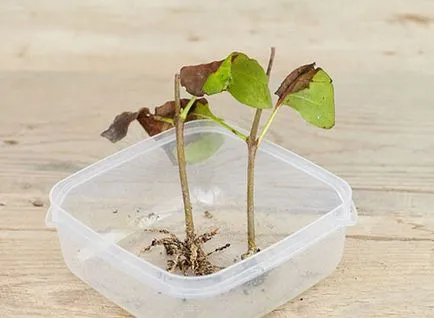 Butași de liliac ca vârfurile rădăcinilor și fotografiile de pe (lila) Butași de liliac ca vârfurile rădăcinilor și fotografiile în