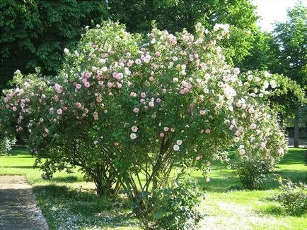 Este o astfel de priveliște - reguli de îngrijire Rose Park, plantarea și cultivarea soiului, fotografie (parc Rose este un grad fotografie titlu de îngrijire de plantare) Este o astfel de priveliște - întreținere parc reguli trandafiri, plantarea și cultivarea soiului, fotografii