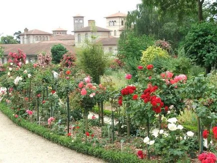 Este o astfel de priveliște - întreținere parc reguli trandafiri, plantarea și cultivarea soiului, foto (soi) Este o astfel de priveliște - întreținere parc reguli trandafiri, plantarea și cultivarea soiului, fotografii