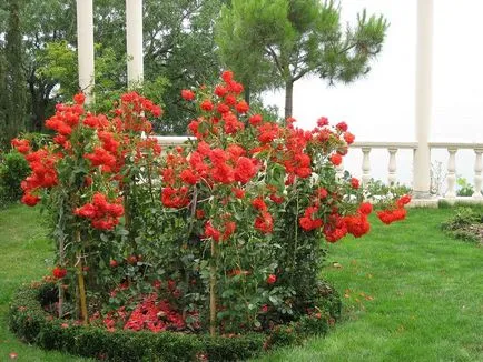 Este o astfel de vedere - reguli parc a crescut de îngrijire, plantarea și cultivarea soiurilor foto (de îngrijire) Este o astfel de priveliște - întreținere parc reguli trandafiri, plantarea și cultivarea soiului, fotografii