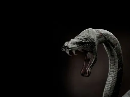 Negru Mamba (55 poze) șarpe ac mehelya capensis, Africa este cel mai otrăvitoare, alb și verde (negru) Negru Mamba (55 poze) șarpe ac mehelya capensis, Africa este cel mai otrăvitor, alb și verde