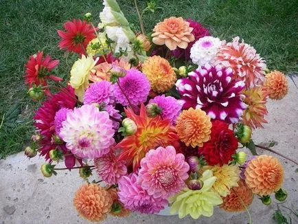 Flori pentru sfaturi buchetul miresei pentru alegerea, descriere, poze (buchet de flori de mireasa) Flori pentru sfaturi buchetul miresei pentru alegerea, descriere, fotografie
