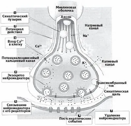 Ce este synapse - definirea, structura, rolul sinapsei în structura sistemului nervos