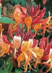 ghivece de flori și plantatori de pe site-ul dvs. (ghivece) ghivece de flori și plantatori de pe site-ul dvs.