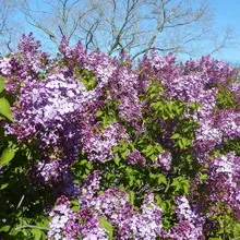 Ornamental arbust fotografie liliac, numele, descrierea soiurilor și speciilor de liliac, de plantare și îngrijire