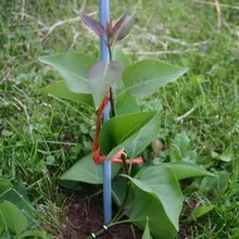 Ornamental arbust fotografie liliac, numele, descrierea soiurilor și speciilor de liliac, de plantare și îngrijire