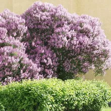 Ornamental arbust fotografie liliac, numele, descrierea soiurilor și speciilor de liliac, de plantare și îngrijire