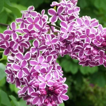 Ornamental arbust fotografie liliac, numele, descrierea soiurilor și speciilor de liliac, de plantare și îngrijire