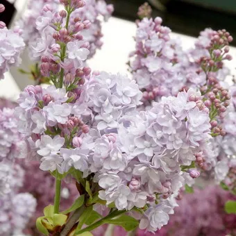 Ornamental arbust fotografie liliac, numele, descrierea soiurilor și speciilor de liliac, de plantare și îngrijire