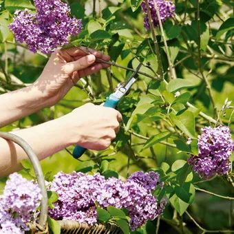 Ornamental arbust fotografie liliac, numele, descrierea soiurilor și speciilor de liliac, de plantare și îngrijire