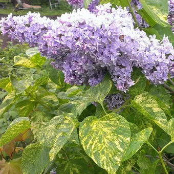 Ornamental arbust fotografie liliac, numele, descrierea soiurilor și speciilor de liliac, de plantare și îngrijire