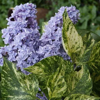 Ornamental arbust fotografie liliac, numele, descrierea soiurilor și speciilor de liliac, de plantare și îngrijire