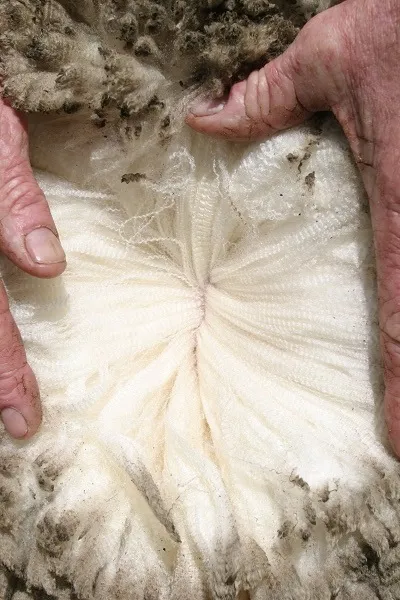 Să ne uităm la lână merinos, care este ceea ce este - o lume de masterat și de calificare