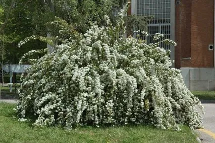 arbuști ornamentali Hardy pentru gradina (ornamentale) arbuști ornamentali Hardy să depună mărturie