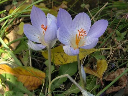flori Crocus - plantare și îngrijire în grădină, brândușeii fotografie, Crocus creștere - atunci când săpat și (în creștere) flori Crocus - plantare și îngrijire în grădină, brândușeii fotografie, Crocus creștere - atunci când săpat și