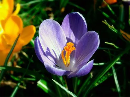 flori Crocus - de plantare și îngrijire în grădină, crocuses fotografie, Crocus în creștere - atunci când săpat și (plantare) flori Crocus - plantare și îngrijire în grădină, brândușeii fotografie, Crocus creștere - atunci când săpat și