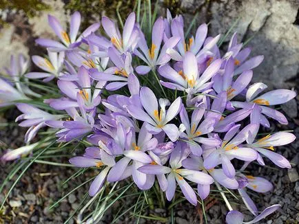 flori Crocus - plantare și îngrijire în grădină, brândușeii fotografie, Crocus creștere - atunci când săpat și (specii) flori Crocus - plantare și îngrijire în grădină, brândușeii fotografie, Crocus creștere - atunci când săpat și