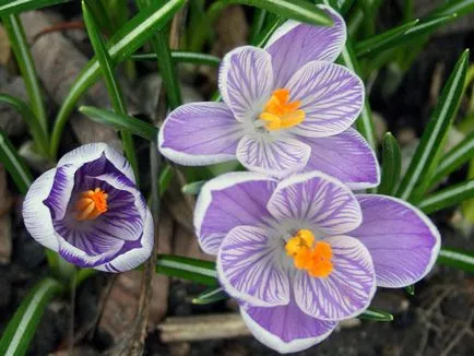 flori Crocus - de plantare și îngrijire în grădină, crocuses fotografie, Crocus în creștere - atunci când săpat și (boala) flori Crocus - plantare și îngrijire în grădină, brândușeii fotografie, Crocus creștere - atunci când săpat și
