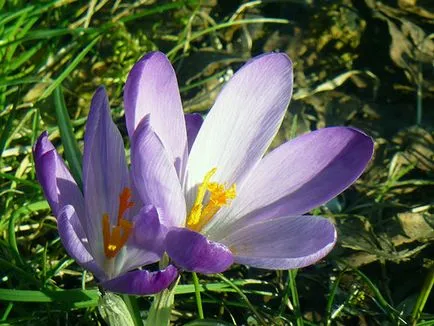 flori Crocus - de plantare și îngrijire în grădină, crocuses fotografie, Crocus în creștere - atunci când săpat și (descriere) flori Crocus - plantare și îngrijire în grădină, brândușeii fotografie, Crocus creștere - atunci când săpat și