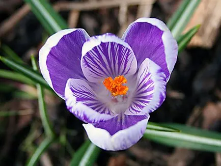 flori Crocus - plantare și îngrijire în grădină, brândușeii fotografie, Crocus creștere - atunci când săpat și (în creștere) flori Crocus - plantare și îngrijire în grădină, brândușeii fotografie, Crocus creștere - atunci când săpat și