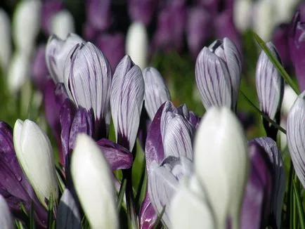 flori Crocus - plantare și îngrijire în grădină, brândușeii fotografie, Crocus creștere - atunci când săpat și (înflorire) flori Crocus - plantare și îngrijire în grădină, brândușeii fotografie, Crocus creștere - atunci când săpat și