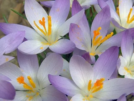 flori Crocus - plantare și îngrijire în grădină, brândușeii fotografie, Crocus creștere - atunci când săpat și (dăunători) flori Crocus - plantare și îngrijire în grădină, brândușeii fotografie, Crocus creștere - atunci când săpat și