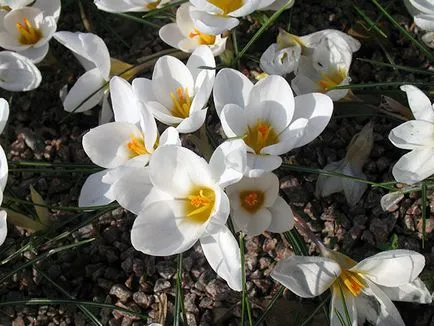 flori Crocus - de plantare și îngrijire în grădină, crocuses fotografie, Crocus în creștere - atunci când săpat și (iarna) flori Crocus - plantare și îngrijire în grădină, brândușeii fotografie, Crocus creștere - atunci când săpat și