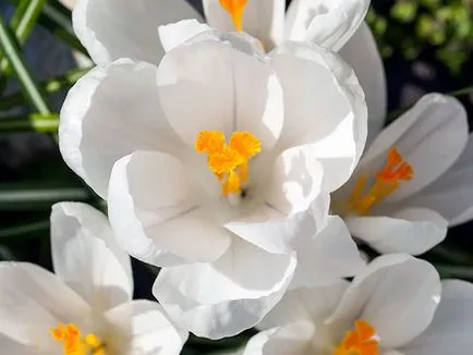 flori Crocus - de plantare și îngrijire în grădină, crocuses fotografie, Crocus în creștere - atunci când săpat și (iarna) flori Crocus - plantare și îngrijire în grădină, brândușeii fotografie, Crocus creștere - atunci când săpat și