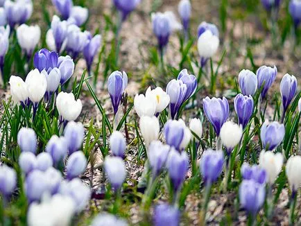 flori Crocus - plantare și îngrijire în grădină, brândușeii fotografie, Crocus creștere - atunci când săpat și (înflorire) flori Crocus - plantare și îngrijire în grădină, brândușeii fotografie, Crocus creștere - atunci când săpat și