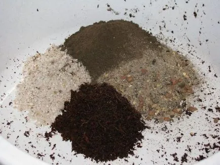 Crassula copac bani sau ca sa extins și transplantate în casă (Crassula) Crassula copac bani sau cum să se multiplice și transplantate la domiciliu
