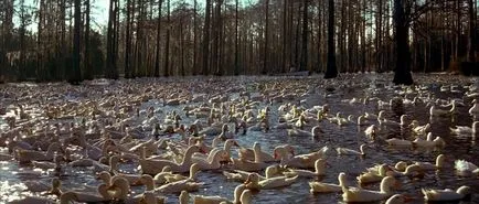 Notebook »(notebook-uri, 2004) - recenzie film