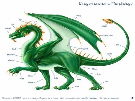 Fotografie: Dragon
