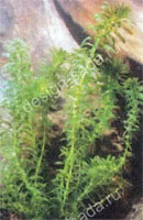 iazuri naturale