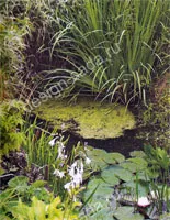 iazuri naturale